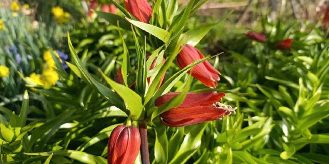 ‘Ağlayan Gelin’ güzelliğiyle büyülüyor: Göz alıcı şölen bir mahallede başladı 2